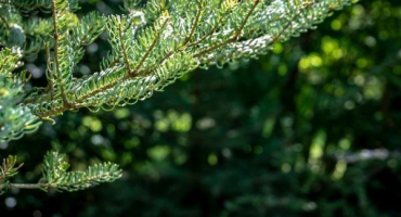 Silberlock jedle - živá dekorace vaší zahrady